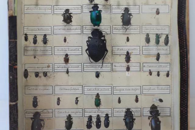 Entomologie boîte d'insectes anciens 3