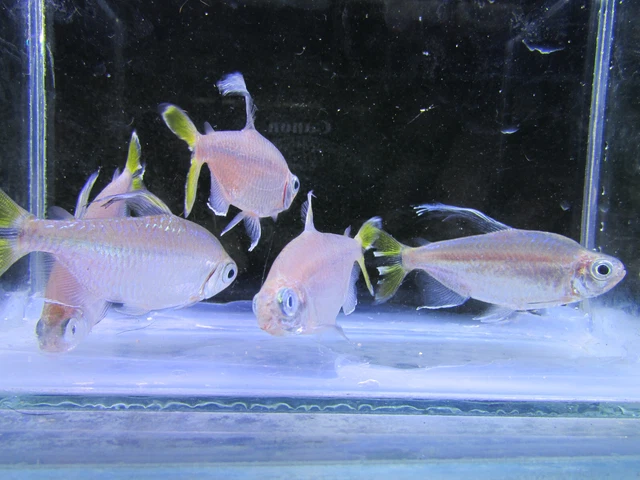 Yellow Congo Tetra. Over 2 inch.5 plus 3 regular congo  for 50$ total 8 tetras