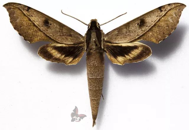 Xylophanes cosmius,85mm,Sphingidae from Peru, MOUNTED