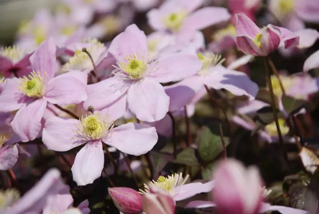 CLEMATIS MONTANA PINK x15 seeds Fairy Flower Seeds