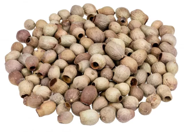 NaDeco Eucalyptus calophyla 0,5kg Eukalyptus Glocken Honkynut Eukalyptusfrüchte