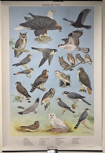 Vint. Pennsylvania Bird Chart Birds of Pray Orig. Chart Art by Ned Smith