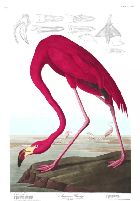 Audubon's Birds of America #431 : "American Flamingo"  — Giclee Fine Art Print