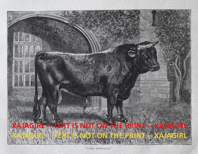 Cow Alderney Bull Champion Lord Montague (Extinct) 1870s Antique Print & Article