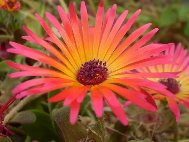 200 ICE PLANT MESEMBRYANTHEMUM DAISY Flower Seeds Mixed Colors *Flat S/H