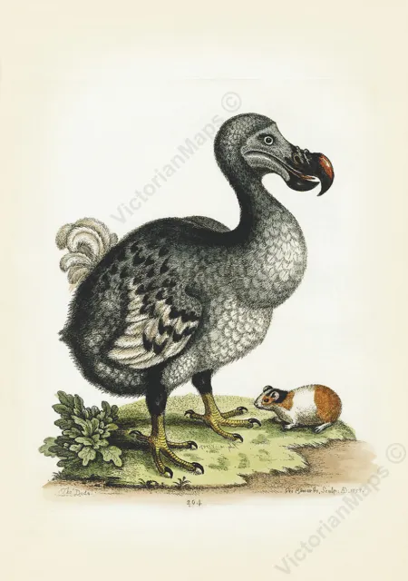 Dodo Dronte Raphus cucullatus Vogel antik Druck George Edwards 1758 Kunstposter