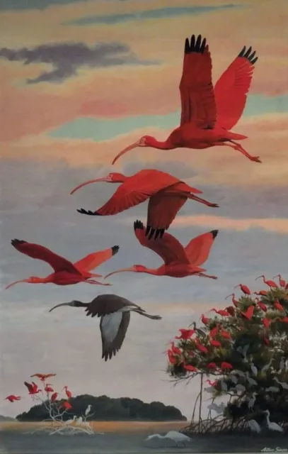 Flying Scarlet Ibises : Arthur Singer : 1960 : Archival Quality  Print