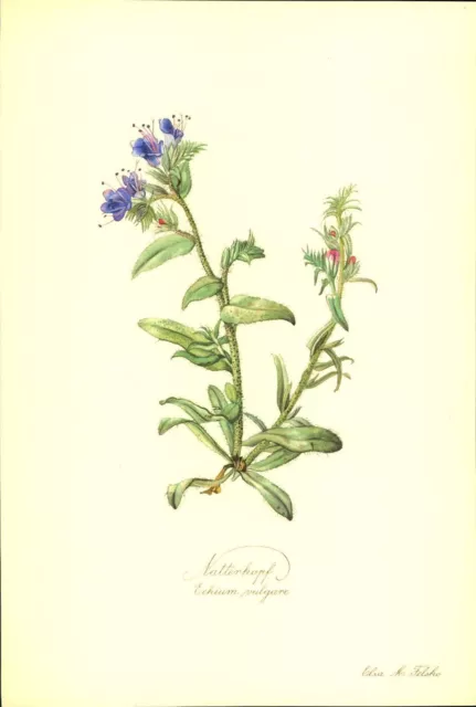 Natterkopf (Echium vulgare). Kunstdruck nach Aquarell von Elsa M. Felsko.
