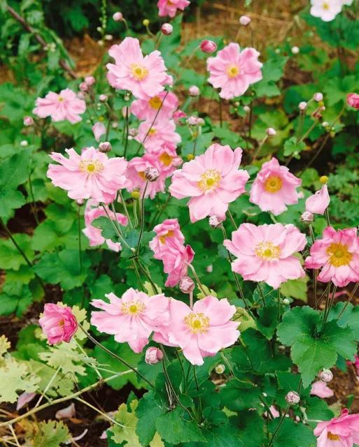 Anemone japonica 'Rosenschale' P 0,5 Garten-Herbst-Anemone 'Rosenschale'