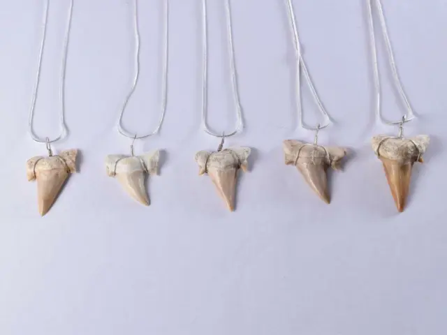 Large Otodus Fossil Shark Tooth Necklace Shark Tooth On Sterling Silver Chain
