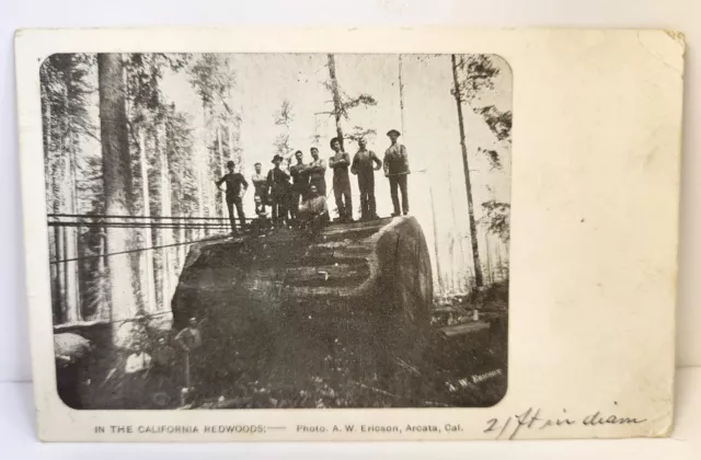 A.W. Ericson Arcata CA Postcard In The California Redwoods 21FT Dia 1908 Posted