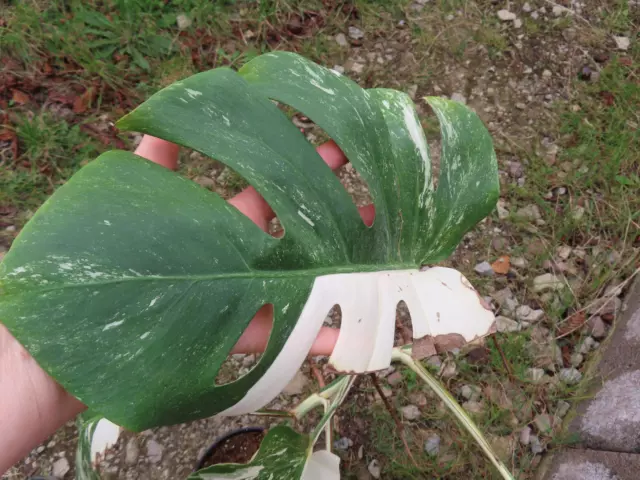 Monstera variegata 22