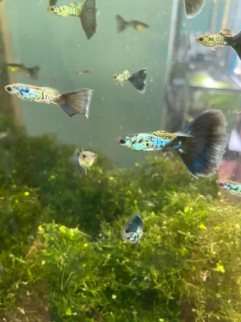 12 Blue Galaxy Guppies, Assorted Ages And Sex 12 Blue Galaxy Guppies, Assorted Ages And Sex