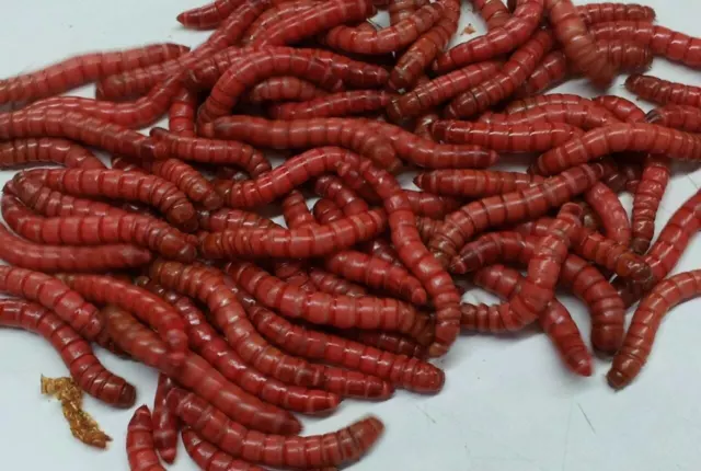 Live Red Giant Mealworms Free Shipping Live Arrival Guarantee