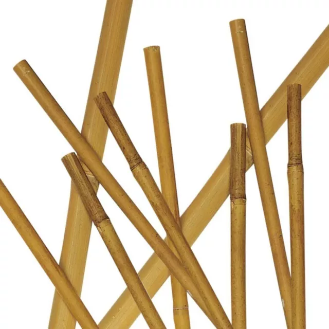 VERDELOOK 25 pz di Canna in Bamboo  reggipiante 240cm diam 28/30mm, tutore