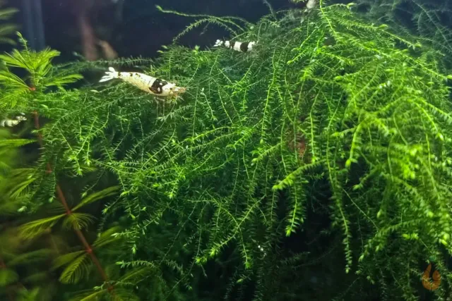 ⭐ Trauerweidenmoos | Drepanocladus sp. Weeping Aquarium Pflanze Moss - RARITÄT ⭐