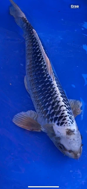 20” Gin Matsuba Male ,  Imported  Japanese KOI AKA Koi Japan Tx