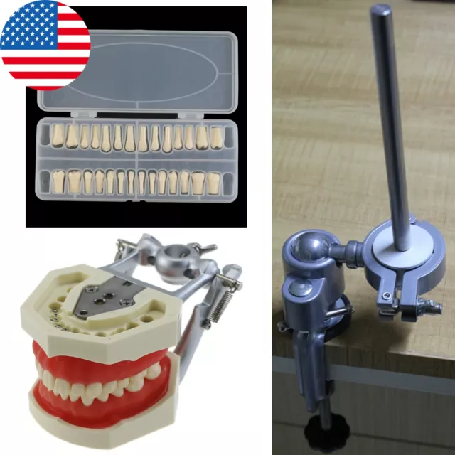 USA Kilgore Nissin 200 Dental Typodont 28PCS Teeth Mounting Pole Training Model