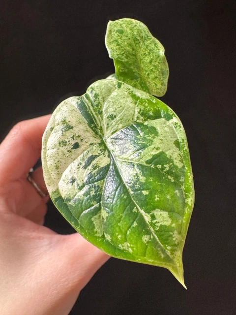 ALOCASIA DRAGON SCALE Mint variegated rooted active growing plant