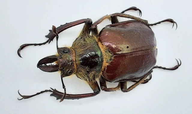 標本 Ecuador Sphaenognathus kolbei 34mm LUCANIDAE Sphaenognathus kolbei?**** male 35/36mm***ECUADOR