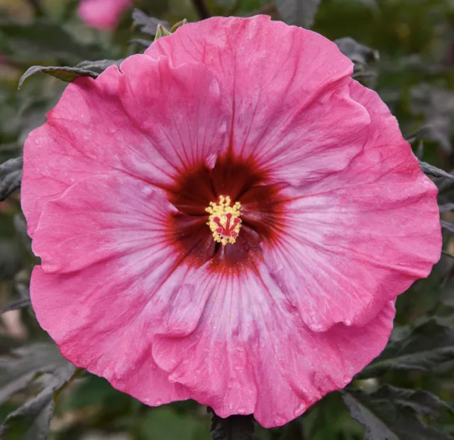 INNER GLOW Hardy Hibiscus -- Plant in 4.5" pot