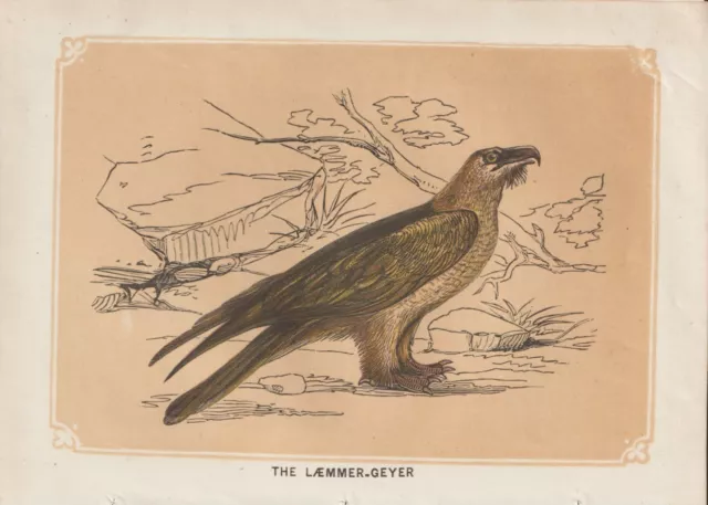 Bartgeier (Gypaetus barbatus) kolorierter Holzstich von 1851 Bicknell