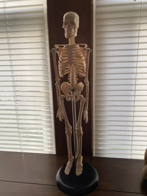 Model Anatomy Professional Medical Skeleton Miniature 17”