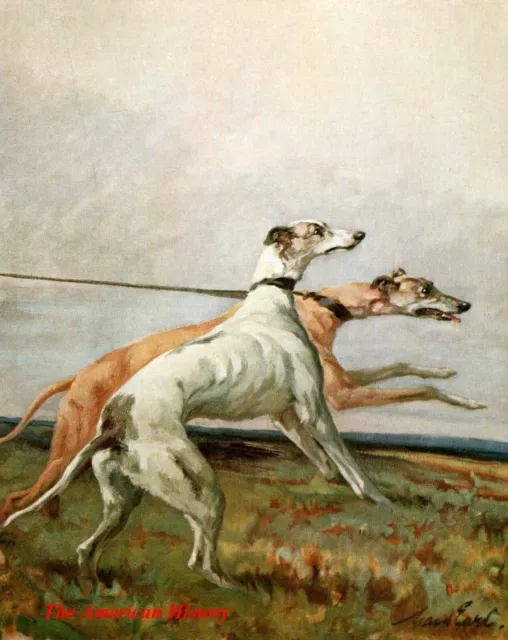 3445 Earl, Maud (1864-1943) - Power of the Dog 1910 - Greyhounds