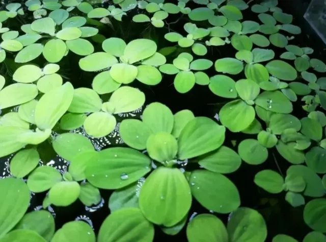 10 Pistia Stratiotes, Cavolo del Nilo, Lattuga !PIANTA PIANTE ACQUARIO LAGHETTO