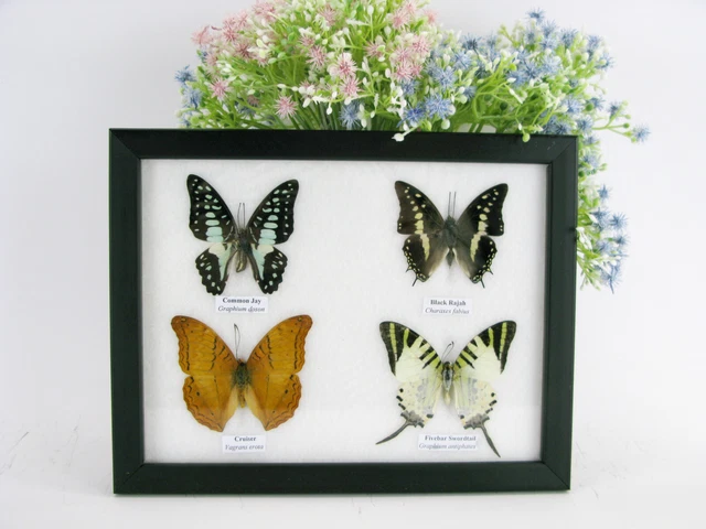 4 beautiful butterfly butterflies in showcase - framed - real - taxidermy - q 48