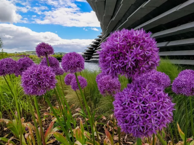 15x GIANT Allium PURPLE SENSATION Perennial Spring Flowering Garden Plant Bulbs