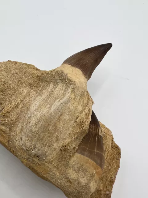 Large Mosasaur Dinosaur Jaw Section Huge Fossil Teeth 2