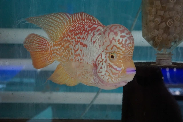 Flowerhorn Cichlid Gold base