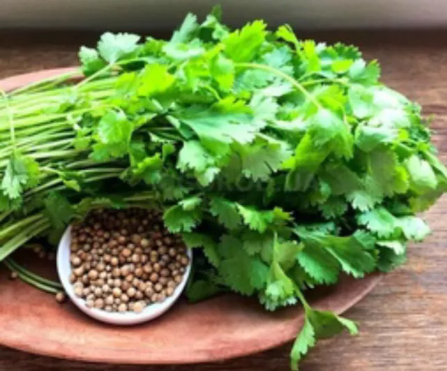 CORIANDER - 400 SEEDS - cilantro - Coriandrum sativum - Herb - HERBS