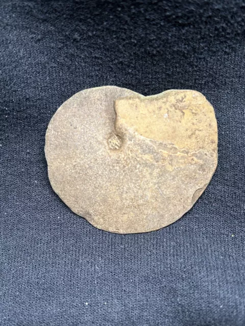 2” RARE COMPLETE Texas Fossil Ammonite, Metengonoceras Dumbli, Tarrant ...