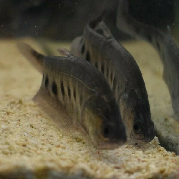 Live Clown Knife Fish (4" Freshwater Aquarium Fish) *PLS READ DESCR* 2