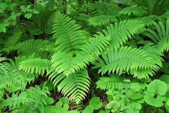 Matteuccia orientalis| Ostrich Fern | Plug Plant