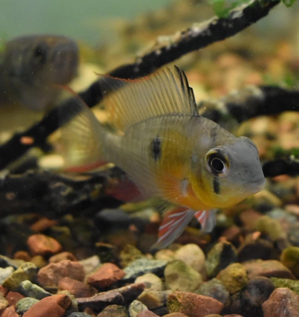Live Bolivian Ram Dwarf Cichlid (2" Freshwater Aquarium Fish) *PLS READ DESCR*
