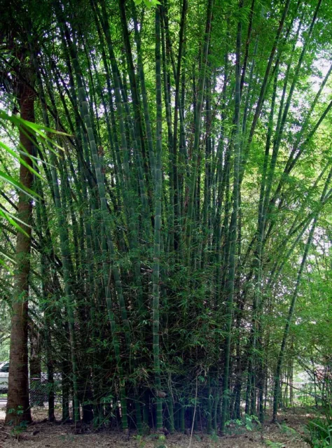 Dendrocalamus membranaceus Bambu - Giant Bambu - 10 Seeds