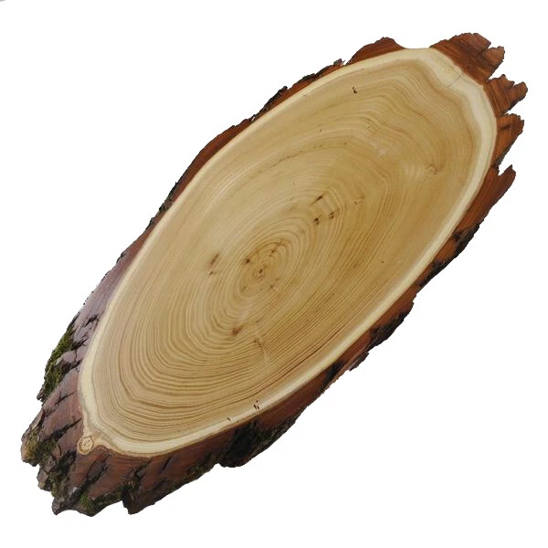 Acacia Escudo de Trofeo Ciervo Rojo Cornamenta Asta Baumscheibe Af 46cm