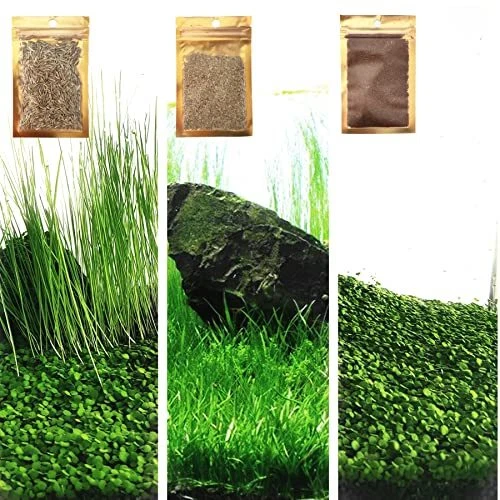 3 Fresh Water Live Plant Seeds for Aquarium and Fish Tank, 3 Different Aquati...