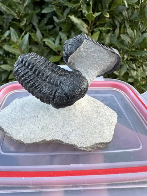 Double Phacops Trilobite Fossil Morocco Flying Preperation Middle Devonian