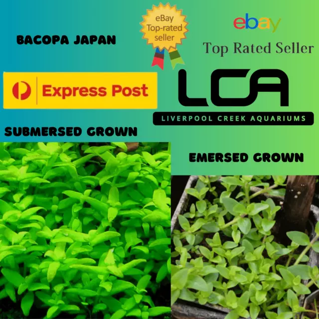 LCA - Bacopa Japan Live Aquarium Plants Fertiliser Pond Shrimp Fish Tank Food