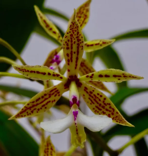 Epidendrum Species ´Stamford Pointer´  NEW Duft Orchidee Orchideen Cattleya