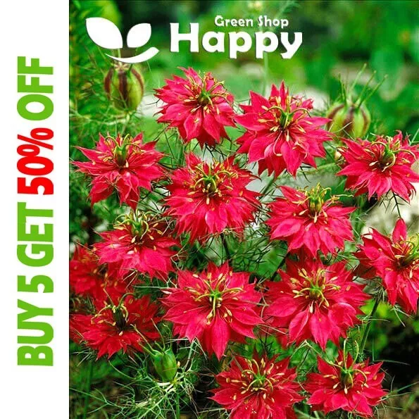 LOVE IN A MIST RED -  PERSIAN JEWELS - 500 SEEDS - Nigella damascena - FLOWER