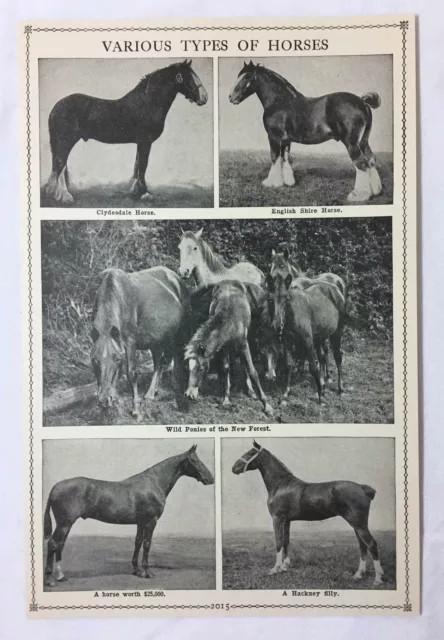 1927 Libro Foglia Stampa ~ Varie Tipi Di Cavalli