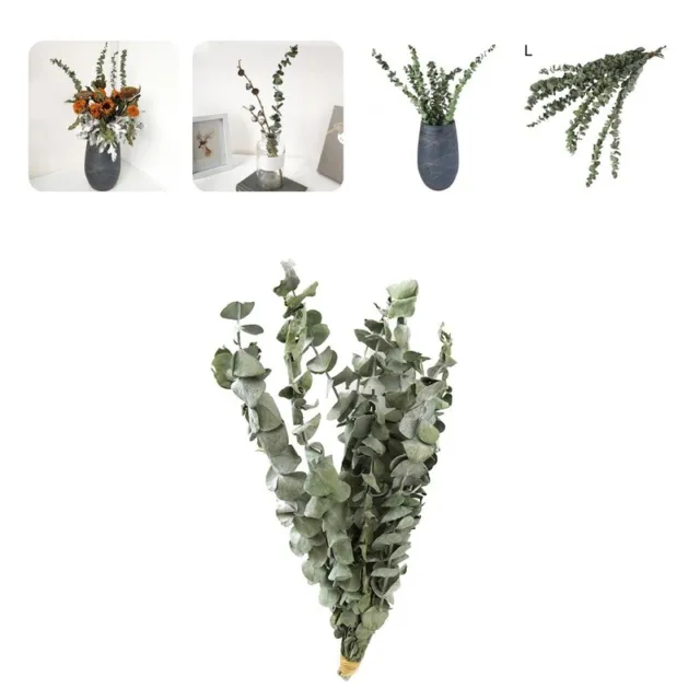 10 piezas/ramo de hojas secas ecológicas olor buen tallos de eucalipto secos regalo