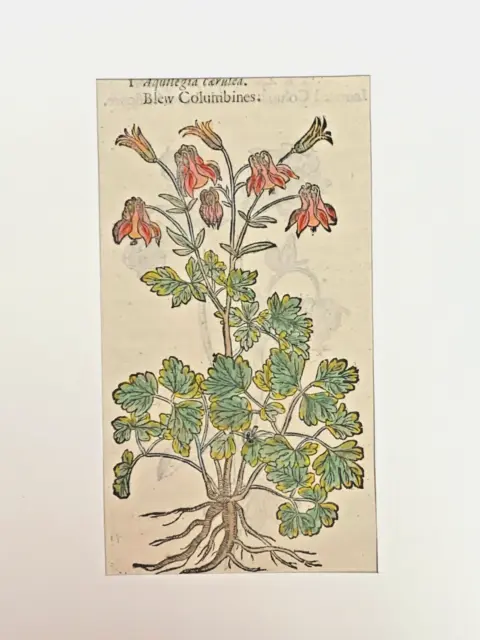 GERARD Erbario MATTIOLI 1633 Storia Piante Botanica BLEW COLUMBINES