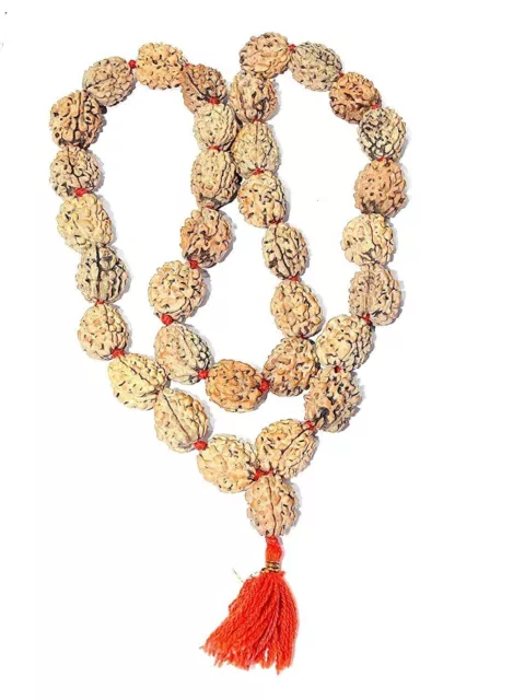 3 Mukhi Rudraksha KanthaThree Faced Rudraksha Agni Siddha Mala 15 To 20 MM Beads