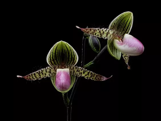 QOB Orchid Multiflorous Paphiopedilum Transdoll POT100mm LS150mm 4YO